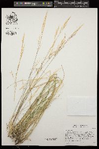 Stipa pulchra image