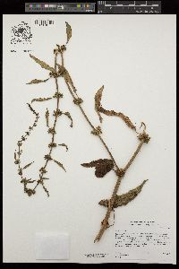 Rumex pulcher image