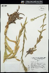 Pseudognaphalium californicum image