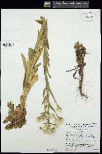 Pseudognaphalium californicum image