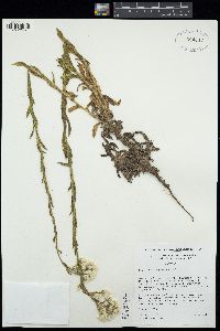 Pseudognaphalium californicum image