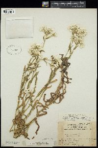 Pseudognaphalium californicum image