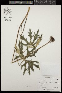 Pippenalia delphinifolia image