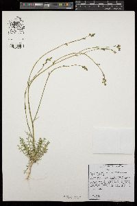 Saltugilia splendens subsp. splendens image