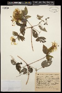 Image of Clematis fusca