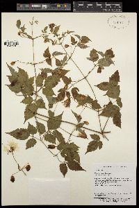 Clematis lasiandra image