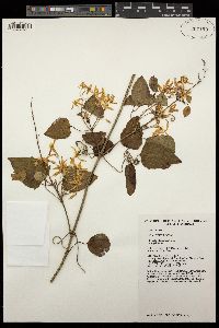 Clematis glycinoides image