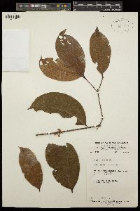 Aneulophus africanus image