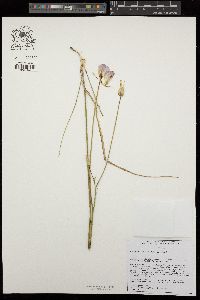 Calochortus palmeri image