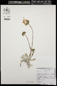 Hulsea vestita subsp. gabrielensis image