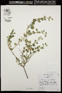 Clinopodium chandleri image