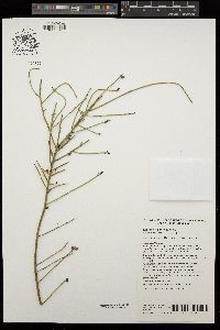 Image of Leptomeria aphylla