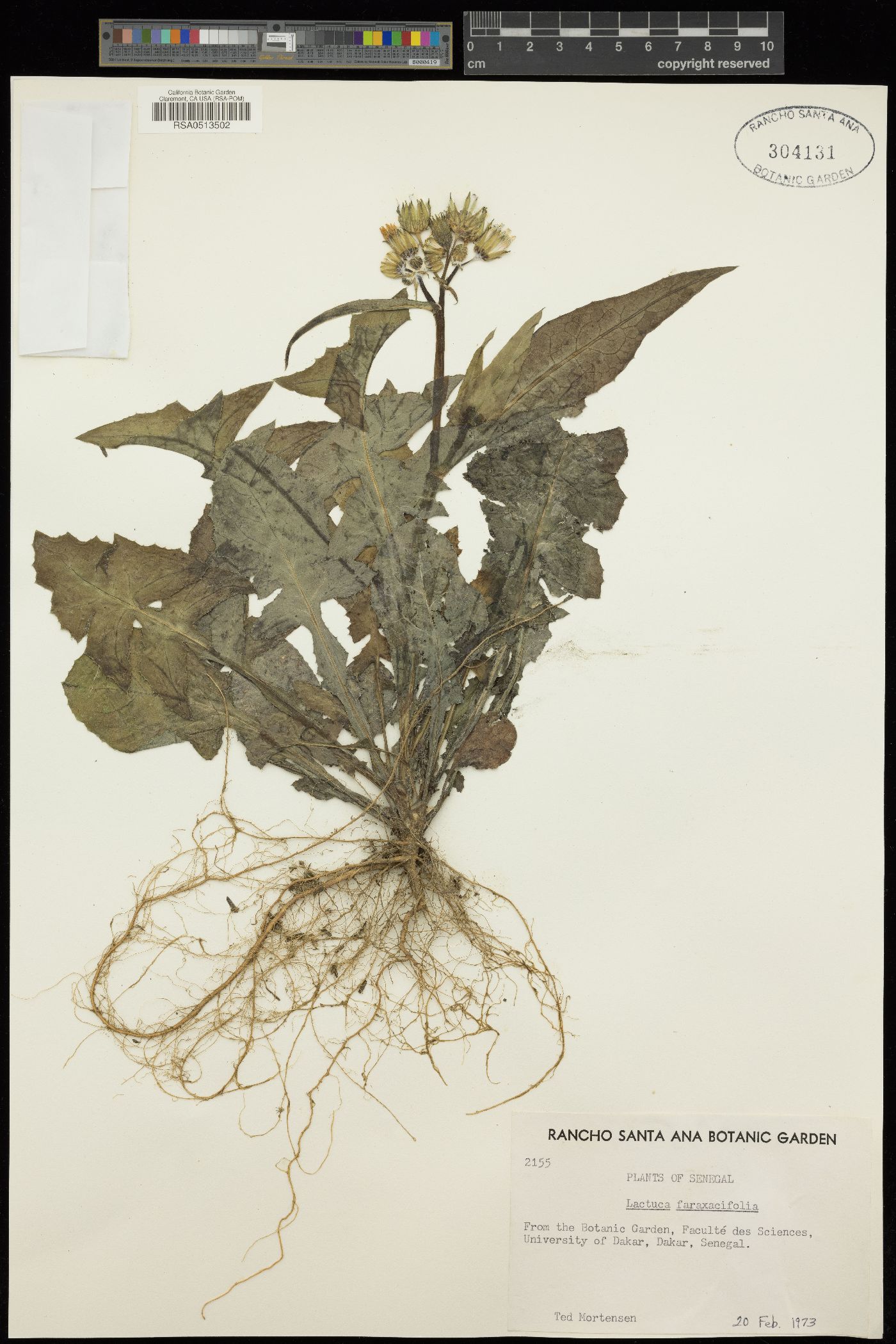 Launaea taraxacifolia image