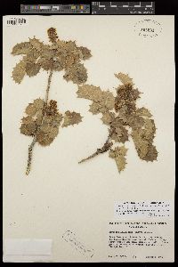 Berberis aquifolium var. repens image