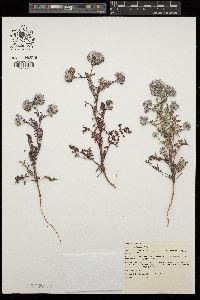 Phacelia tanacetifolia image