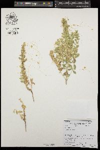 Cuscuta californica image