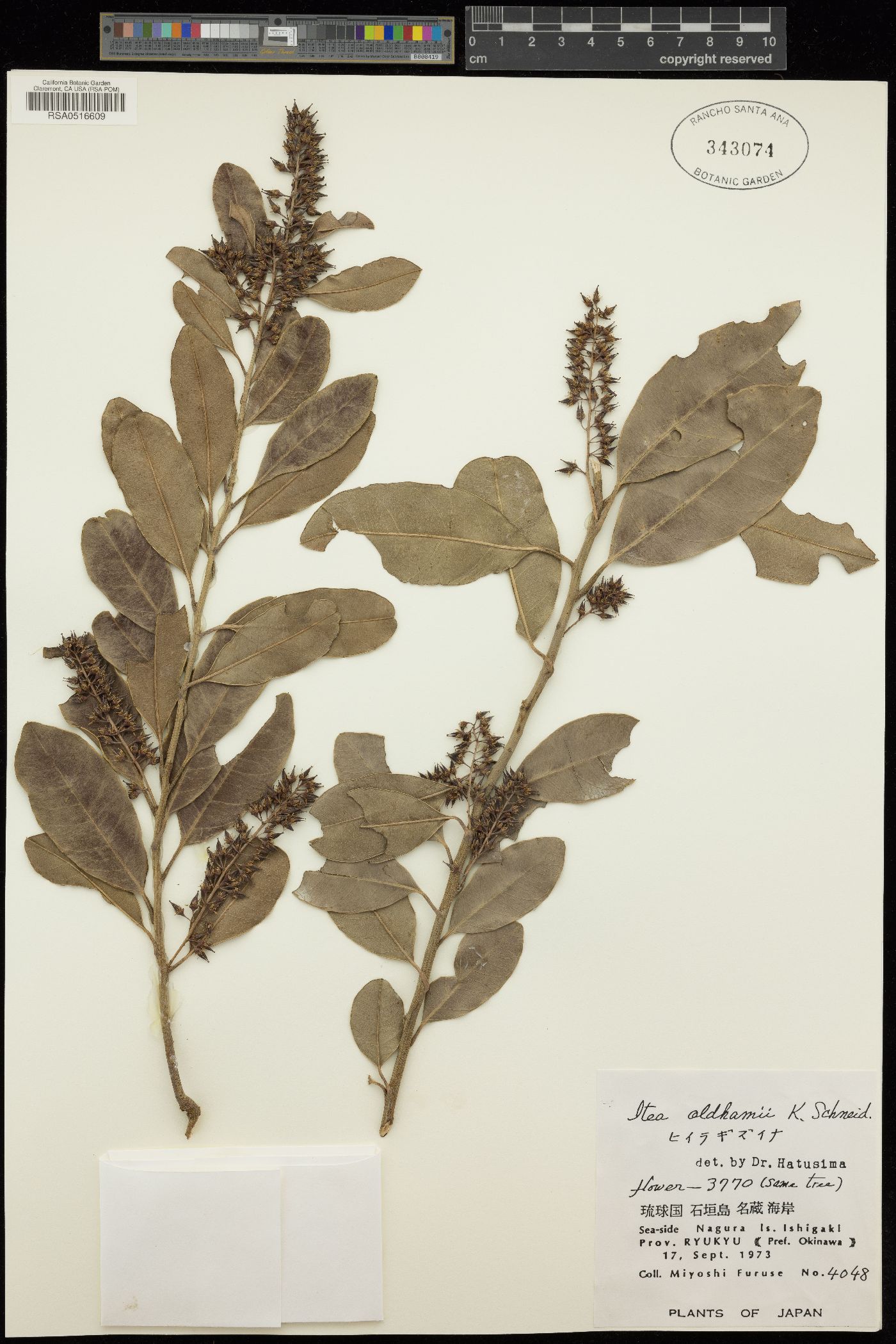 Iteaceae image