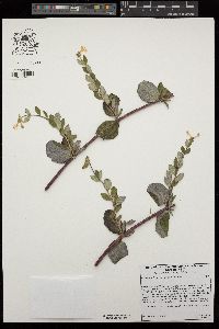 Lonicera subspicata image