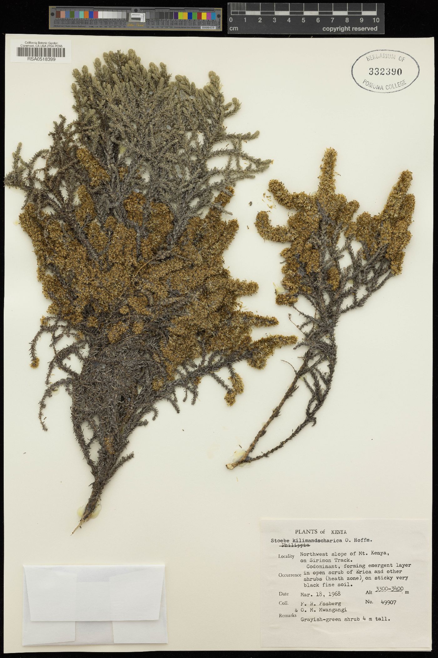 Seriphium kilimandscharicum image