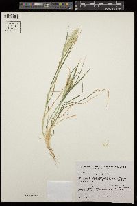 Hordeum murinum image