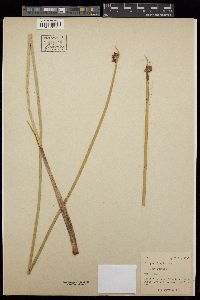 Schoenoplectus americanus image