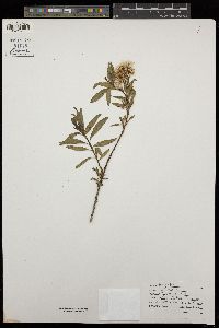 Baccharis salicifolia subsp. salicifolia image