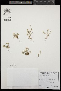Plagiobothrys parishii image