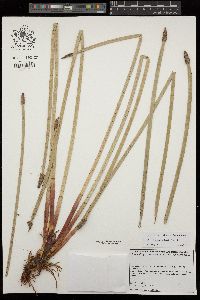 Eleocharis elegans image