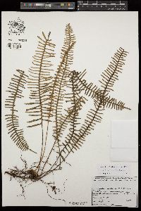 Polypodium furfuraceum image