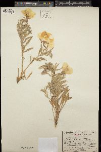 Oenothera deltoides subsp. cognata image