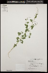 Chenopodium fremontii image