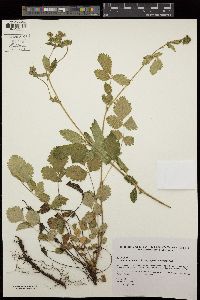 Potentilla reflexa image