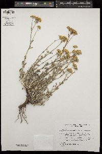 Eriophyllum confertiflorum var. confertiflorum image