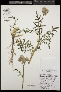 Phacelia tanacetifolia image