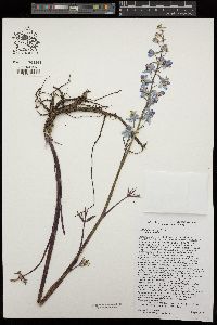 Delphinium parishii subsp. parishii image