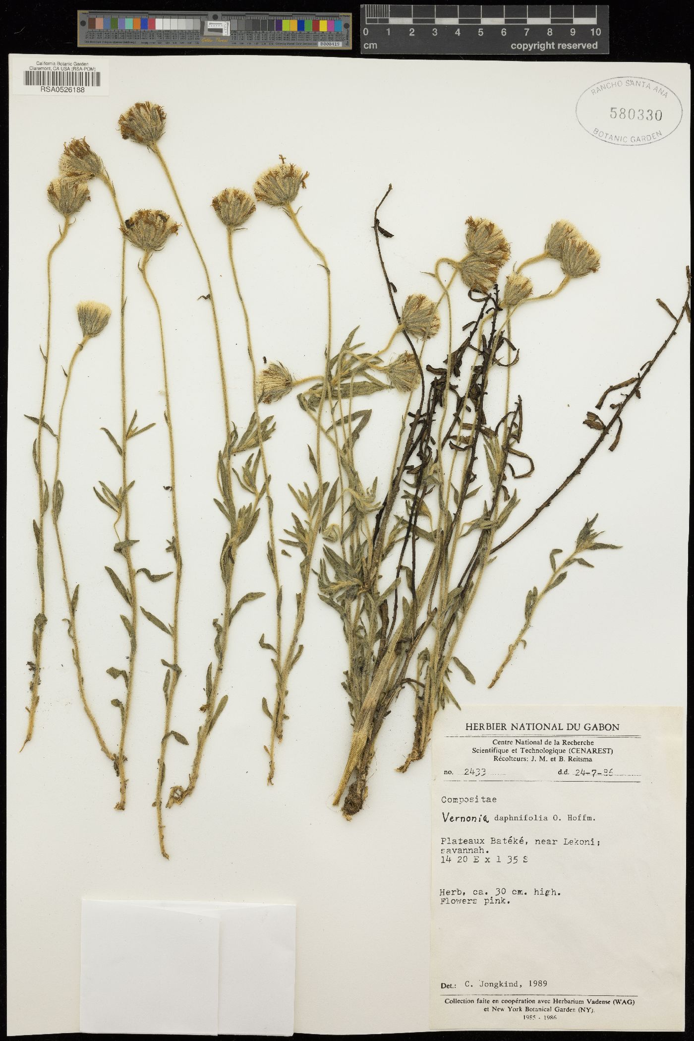Vernonia daphnifolia image