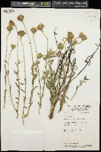 Image of Vernonia daphnifolia