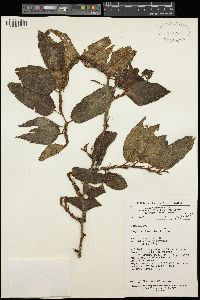 Image of Begonia komoensis
