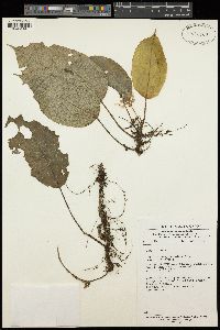 Begonia longipetiolata image