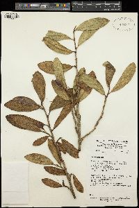 Begonia loranthoides subsp. rhopalocarpa image