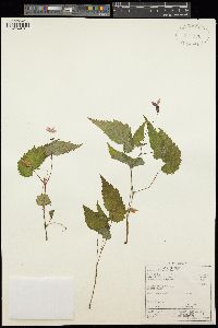 Image of Begonia sutherlandii