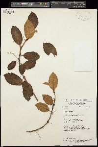 Image of Begonia subscutata