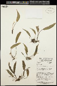 Image of Begonia scutifolia