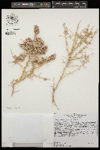 Atriplex confertifolia image