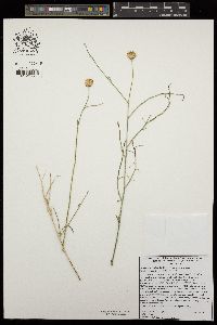 Bebbia juncea var. aspera image