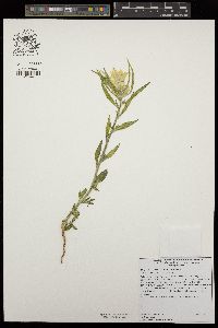 Mohavea confertiflora image