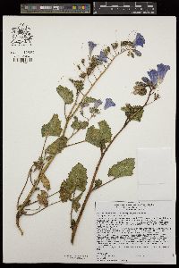 Phacelia campanularia var. vasiformis image