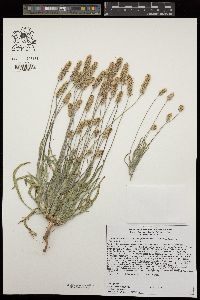 Plantago ovata image