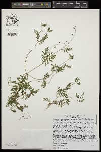 Eucrypta chrysanthemifolia image