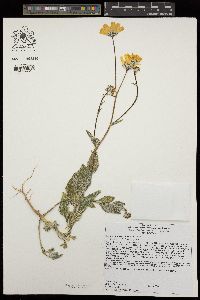 Geraea canescens image